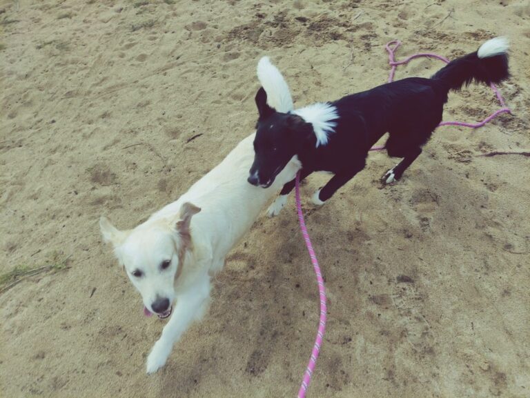Promenade chiens