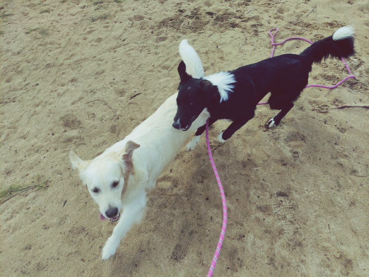 Promenade chiens