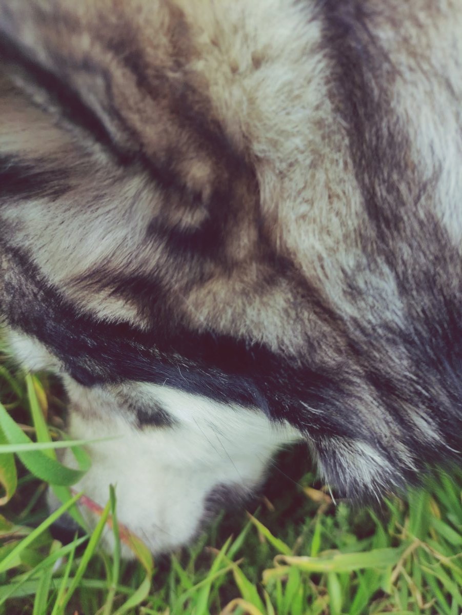 Jardin sensoriel, Happy dogs land, happy dogs nanny saint hilaire de riez