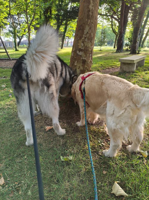 Promenades et visites à domicile chiens